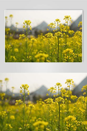 春季自然风光清新油菜花花田花卉摄影图片