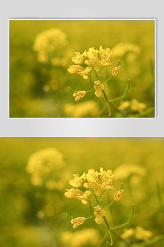 春季自然风光清新油菜花花田花卉摄影图片