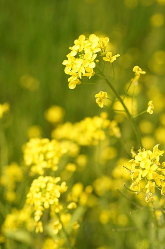 春季自然风光清新油菜花花田花卉摄影图片