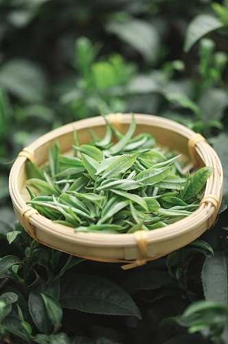 春季清新自然绿色茶香茶叶摄影图片