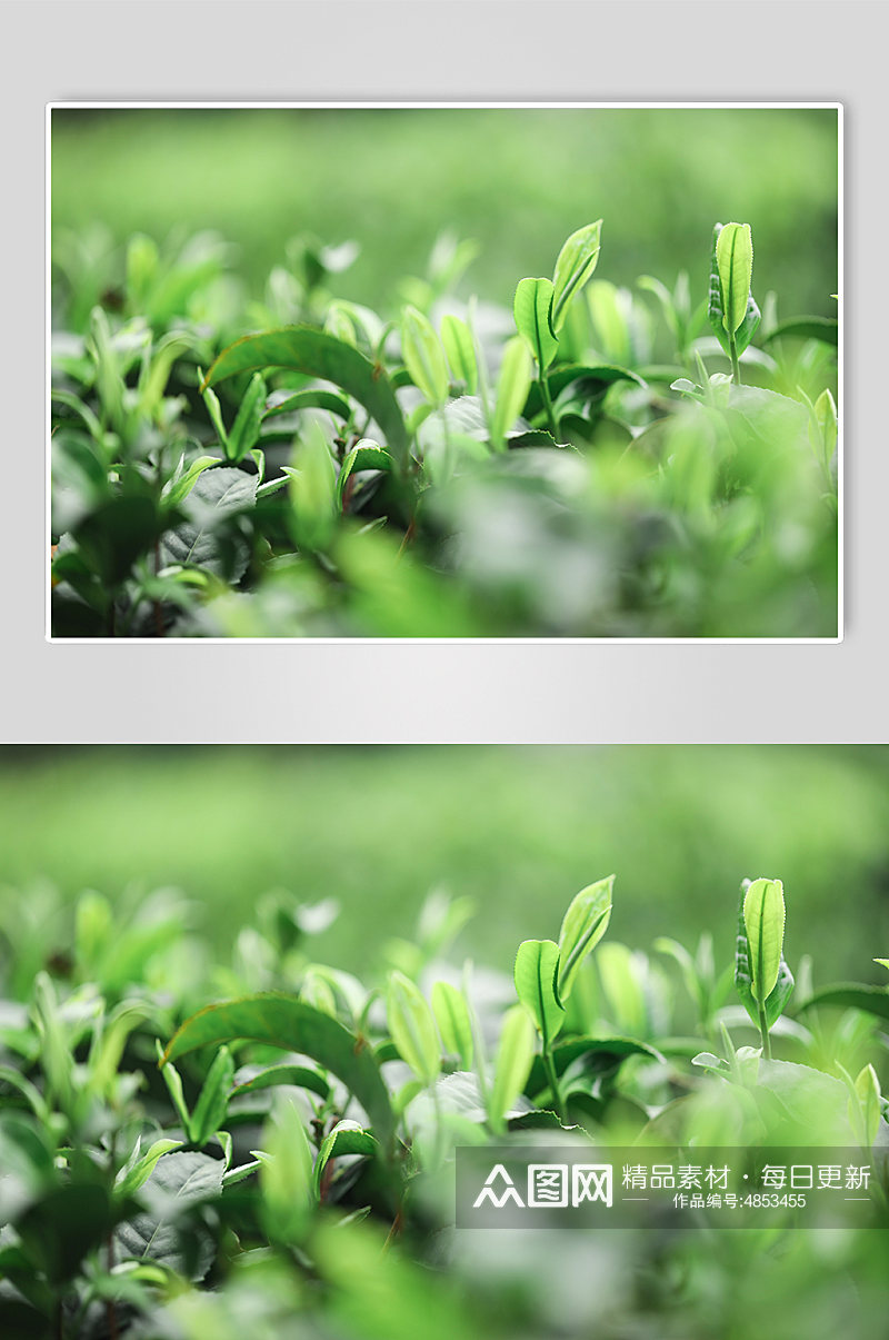 春季清新自然绿色茶香茶叶特写摄影图片素材