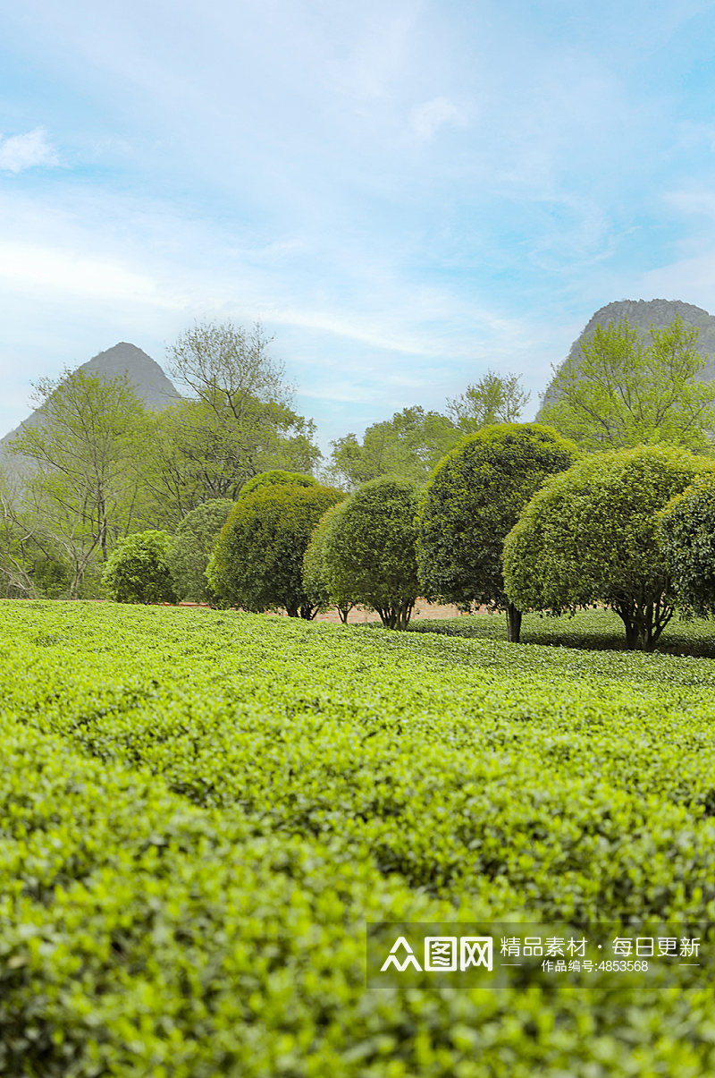 春季晴朗天空绿色茶香茶叶园摄影图片素材