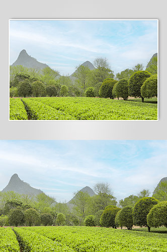 春季晴朗天空绿色茶香茶叶园摄影图片