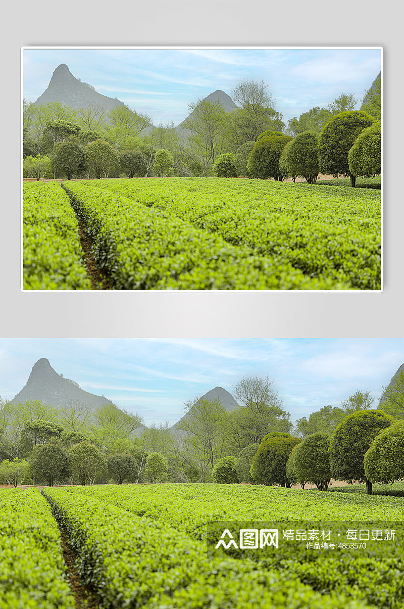 春季晴朗天空绿色茶香茶叶园摄影图片素材