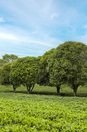 春季晴朗天空绿色茶香茶叶园摄影图片