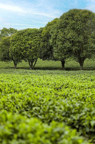 春季晴朗天空绿色茶香茶叶园摄影图片