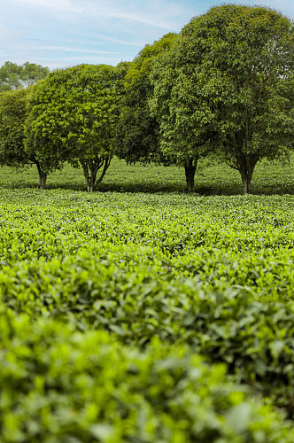 春季晴朗天空绿色茶香茶叶园摄影图片