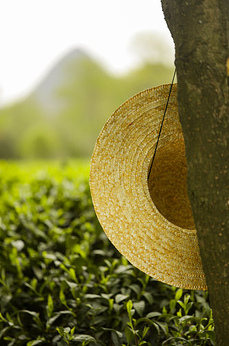 春季晴朗自然绿色茶香茶叶园摄影图片