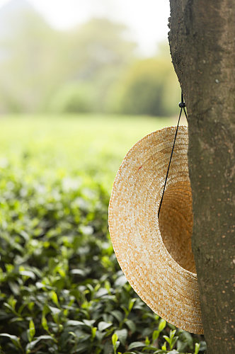 春季晴朗自然绿色茶香茶叶园摄影图片