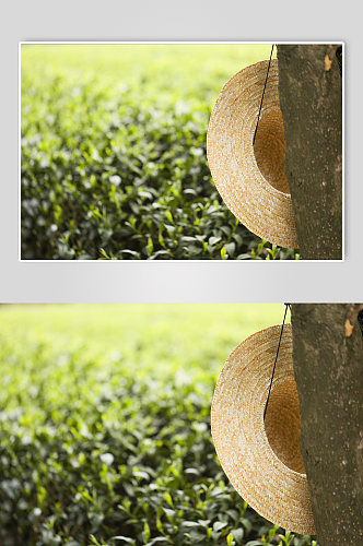 春季晴朗自然绿色茶香茶叶园摄影图片