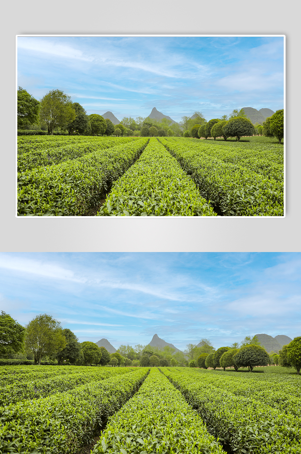 春季晴朗天空绿色茶香茶叶园摄影图片素材
