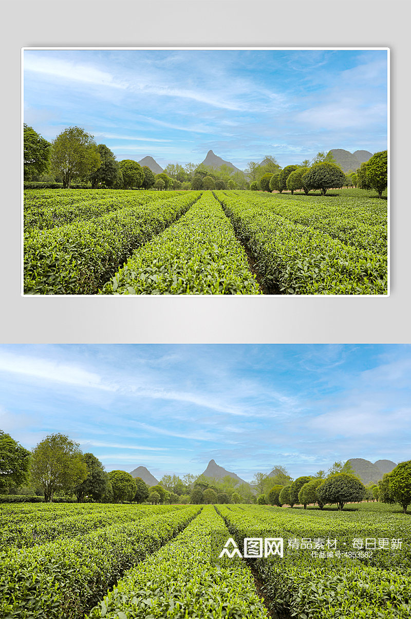 春季晴朗天空绿色茶香茶叶园摄影图片素材