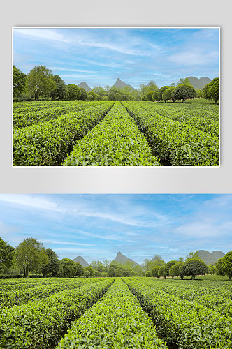 春季晴朗天空绿色茶香茶叶园摄影图片