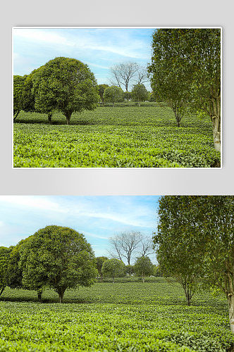 春季晴朗天空绿色茶香茶叶园摄影图片