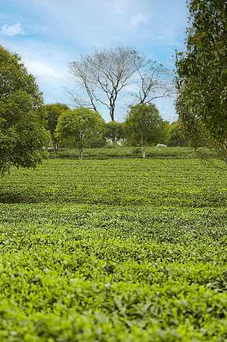 春季晴朗天空绿色茶香茶叶园摄影图片