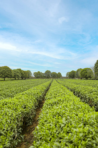 春季晴朗天空绿色茶香茶叶园摄影图片