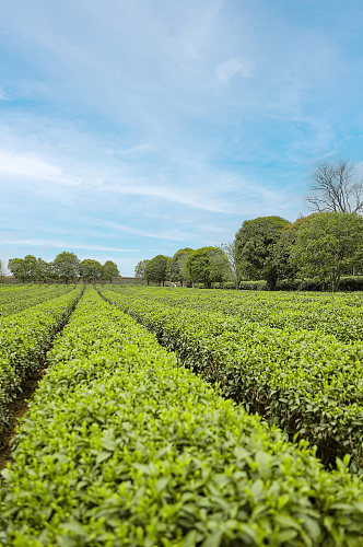 春季晴朗天空绿色茶香茶叶园摄影图片