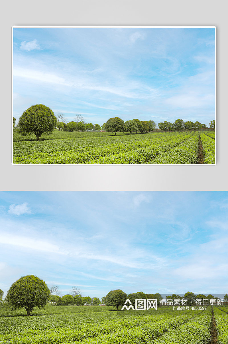 春季晴朗天空绿色茶香茶叶园摄影图片素材
