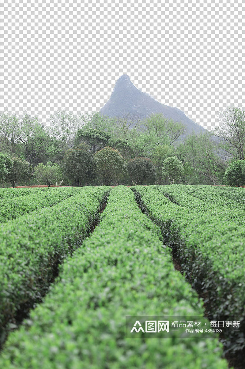 户外春季茶庄田园茶园背景PNG免抠摄影图素材