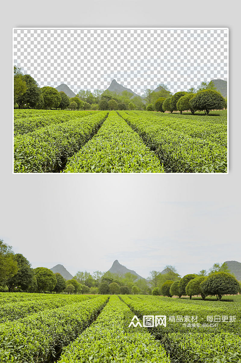 户外春季茶庄田园茶园背景PNG免抠摄影图素材