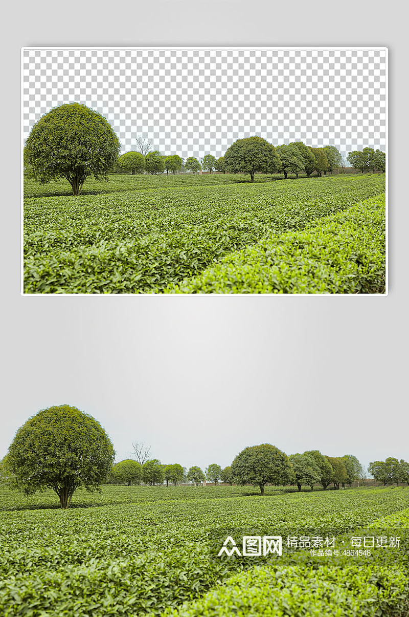 户外春季茶庄田园茶园背景PNG免抠摄影图素材