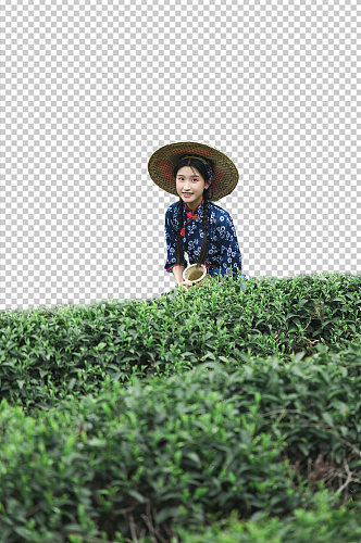 茶园采茶少女茶文化茶叶PNG免抠摄影图