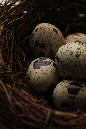 棕褐色斑点鹌鹑蛋食品蛋类食品摄影图片