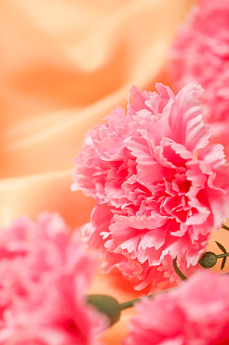 简洁粉色康乃馨特写母亲节物品摄影图片