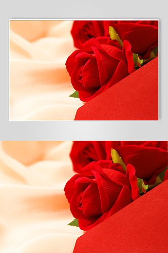 简洁红色玫瑰花特写母亲节物品摄影图片