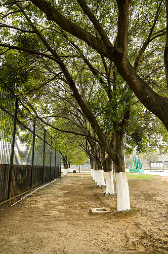 青春校园场景绿树过道摄影图片