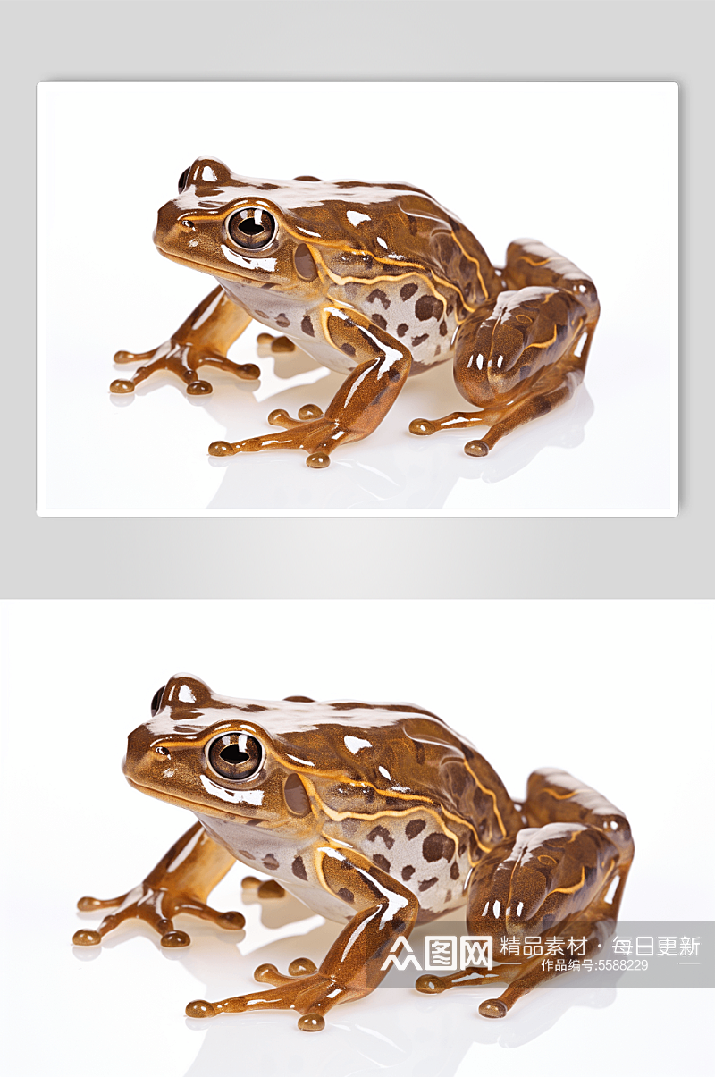 数字艺术青蛙动物摄影素材