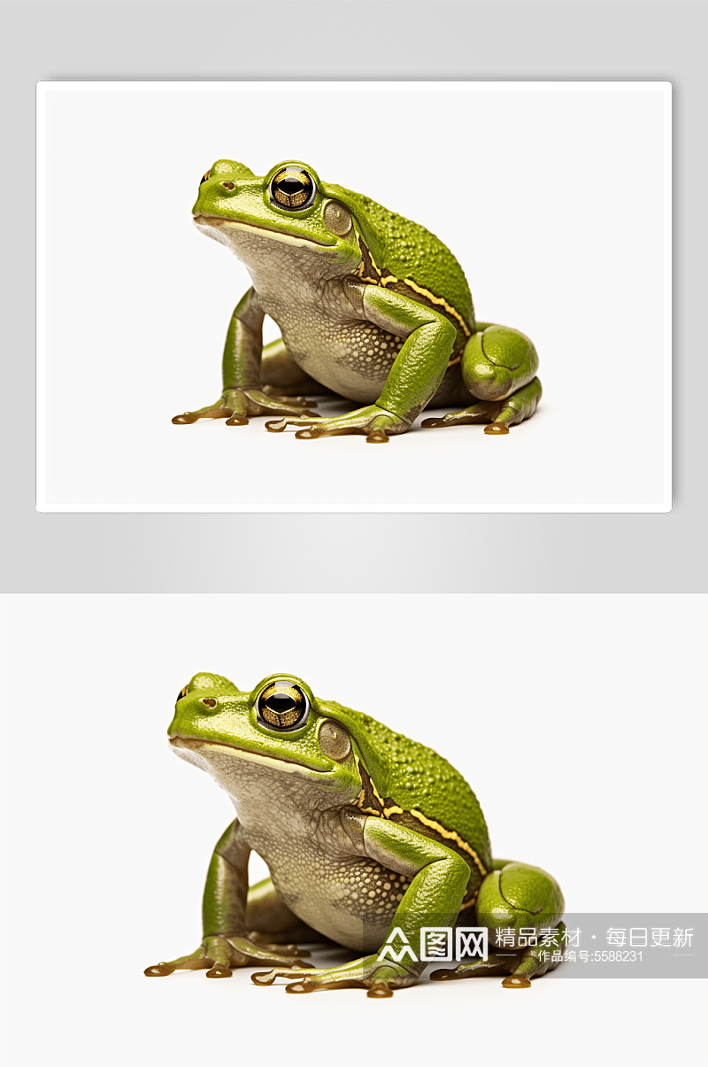 数字艺术青蛙动物摄影素材