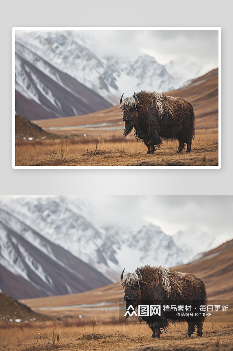 数字艺术牦牛动物图片素材