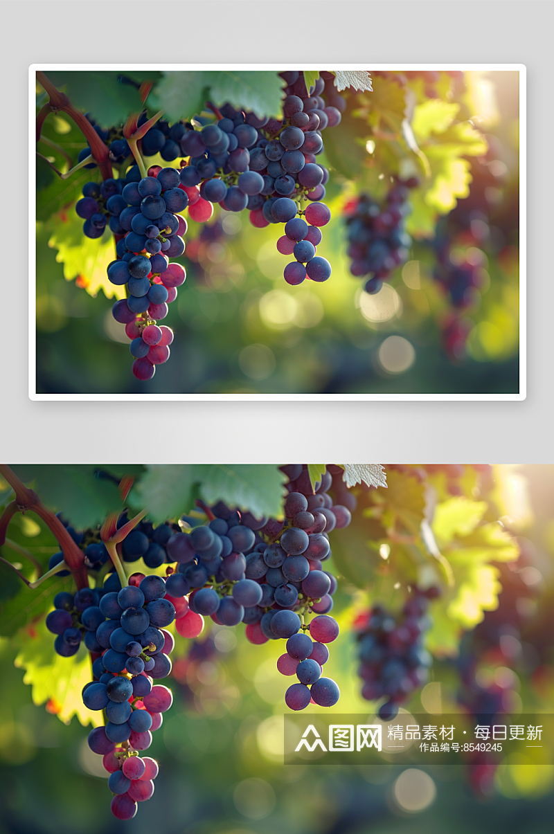 数字艺术葡萄水果图片素材