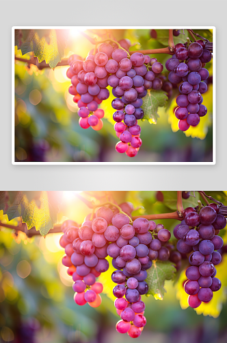 数字艺术葡萄水果图片