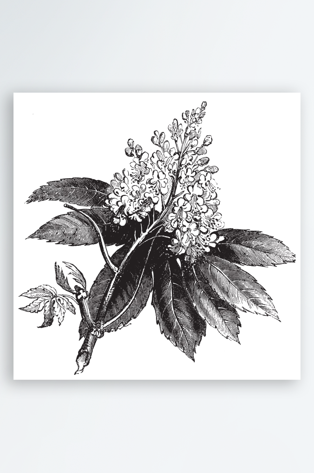 矢量植物树叶元素设计素材