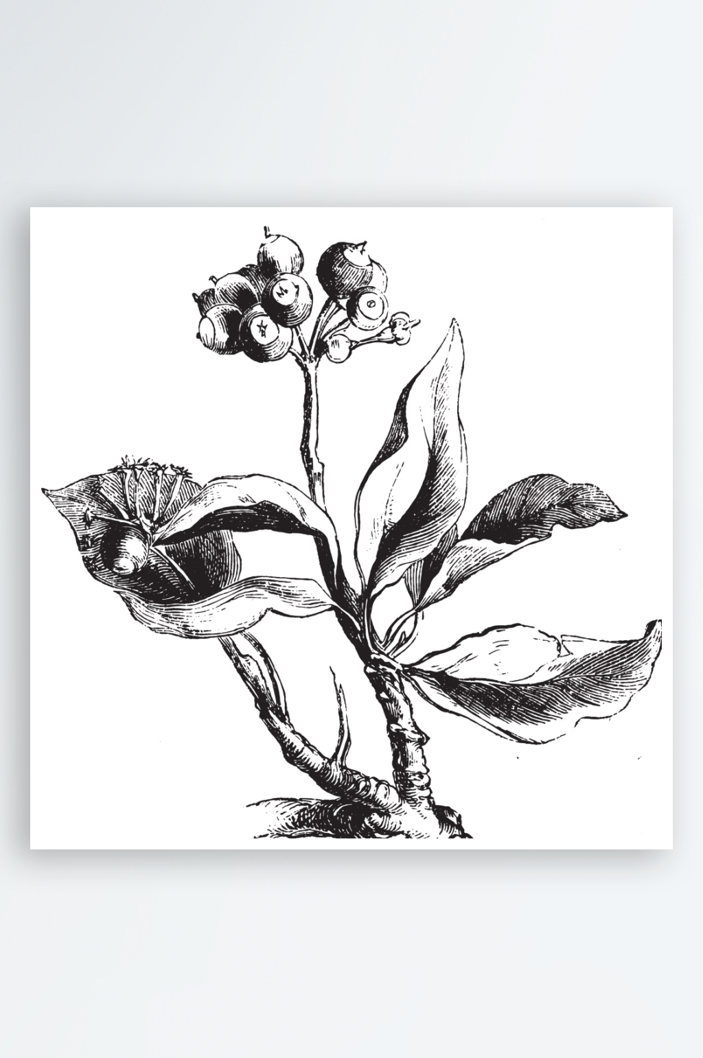 矢量植物树叶元素设计素材