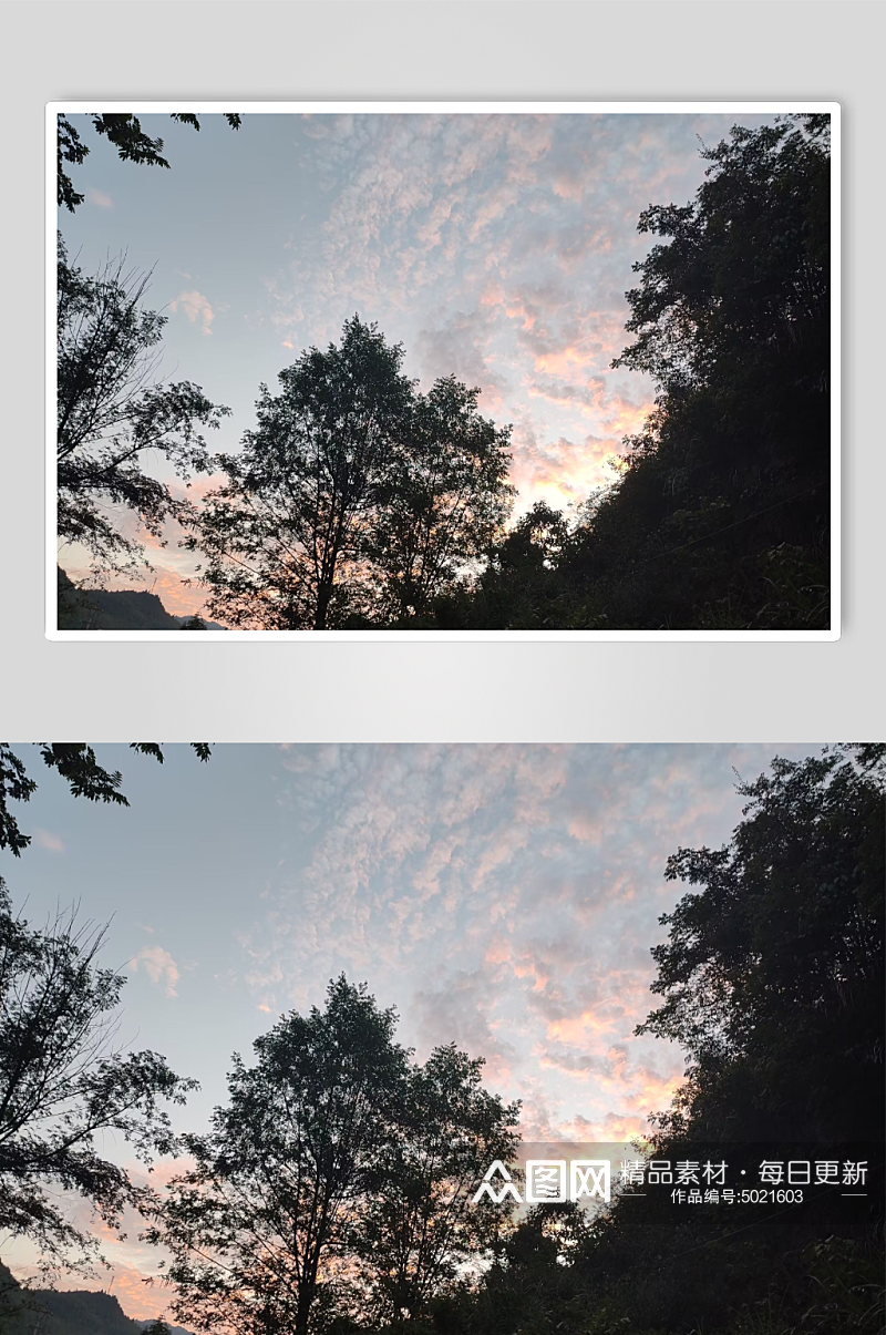 傍晚阳红下的树摄影图素材