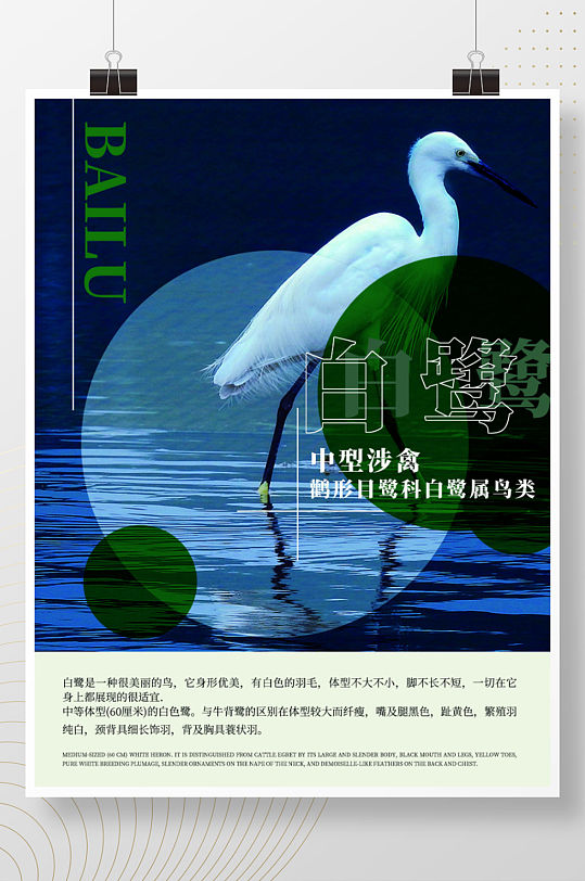 白鹭海报科普动物宣传鸟类海报禽类海报