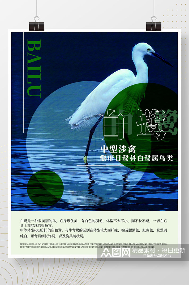 白鹭海报科普动物宣传鸟类海报禽类海报素材