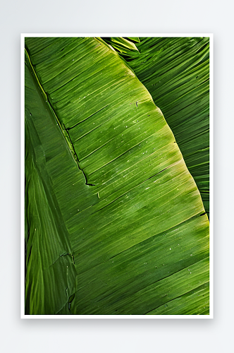 绿色叶子的纹理香蕉棕榈异情调的叶子背景复