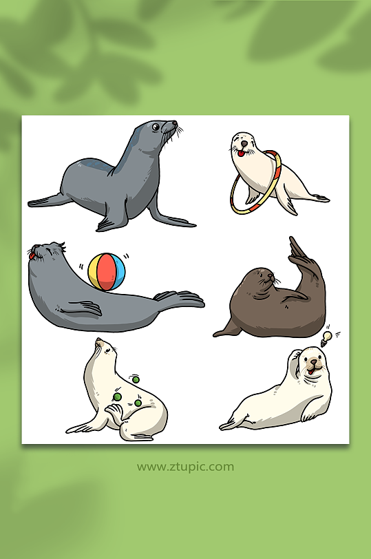 简单海豹动物元素插画
