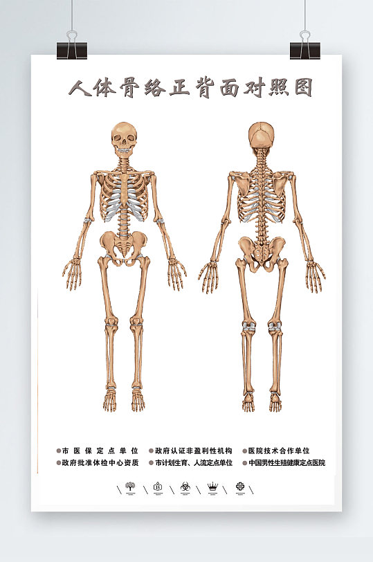 人体骨络正背面对照图