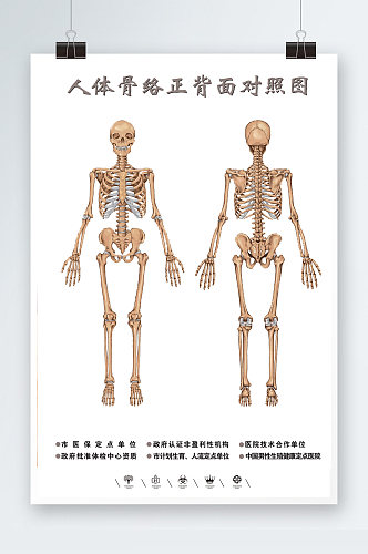 人体骨络正背面对照图