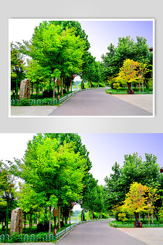 清新公园绿色树木