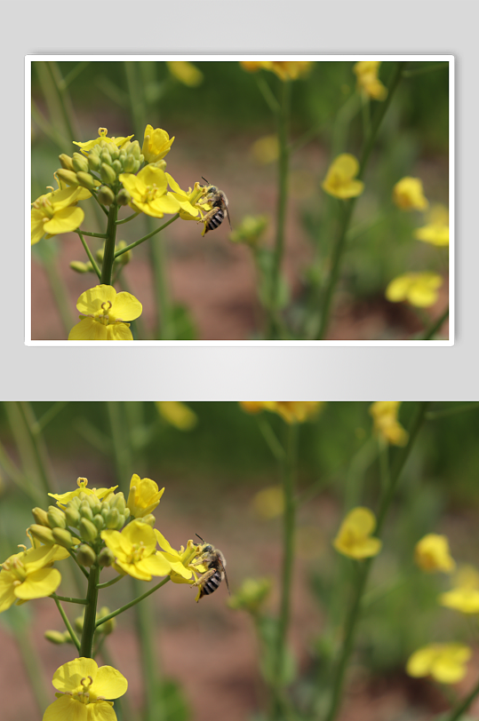 油菜花蜜蜂微拍特写自然