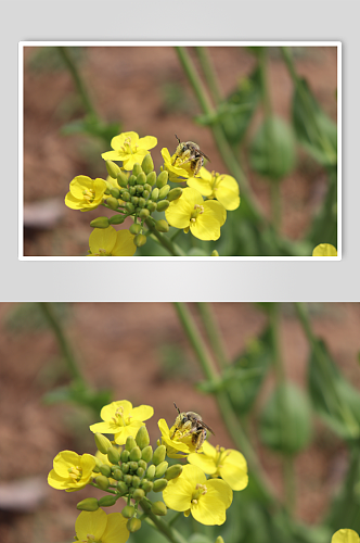 油菜花蜜蜂微拍特写自然