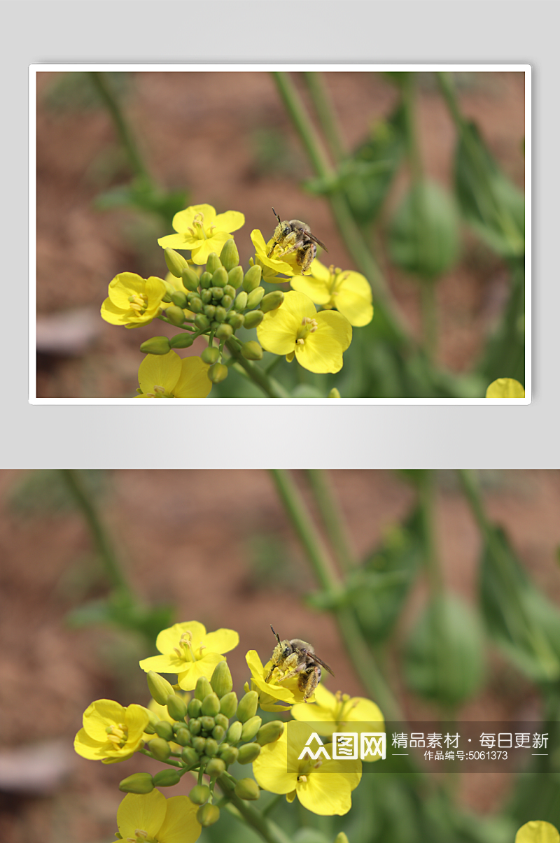 油菜花蜜蜂微拍特写自然素材