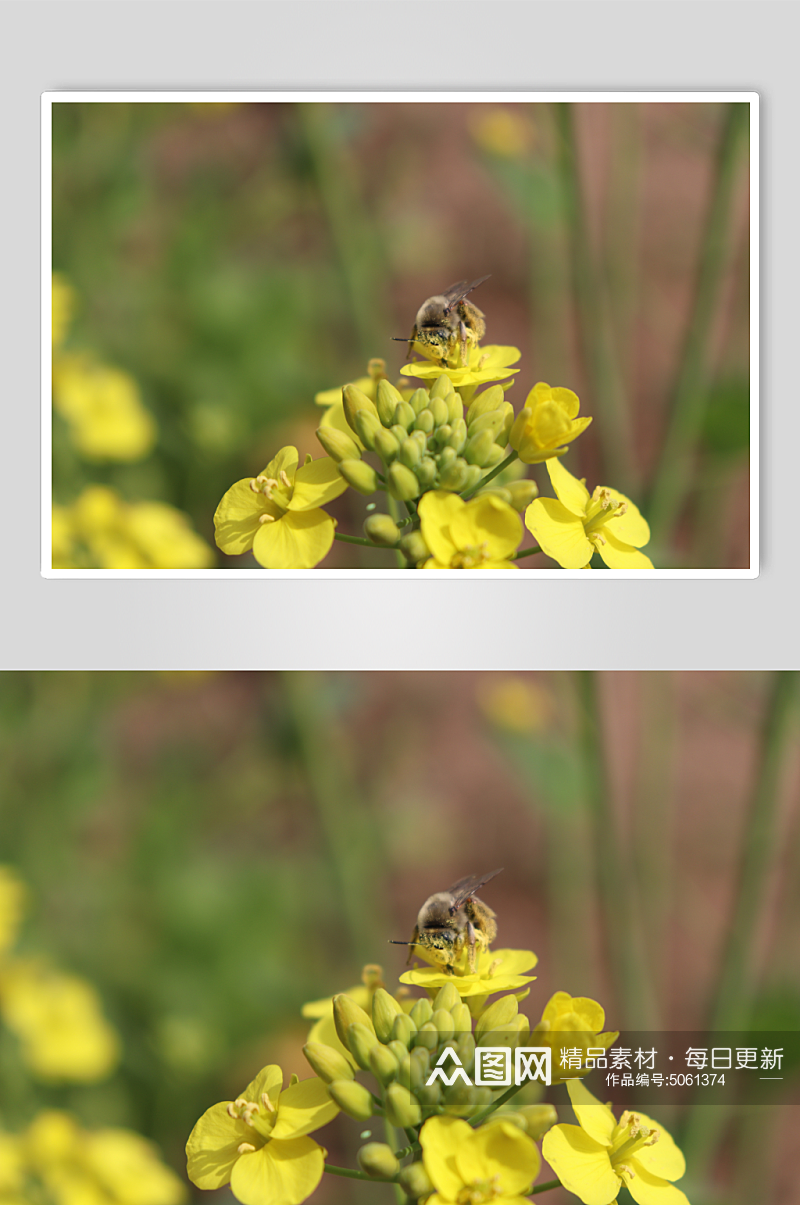 风景花朵动物蜜蜂微拍特写素材