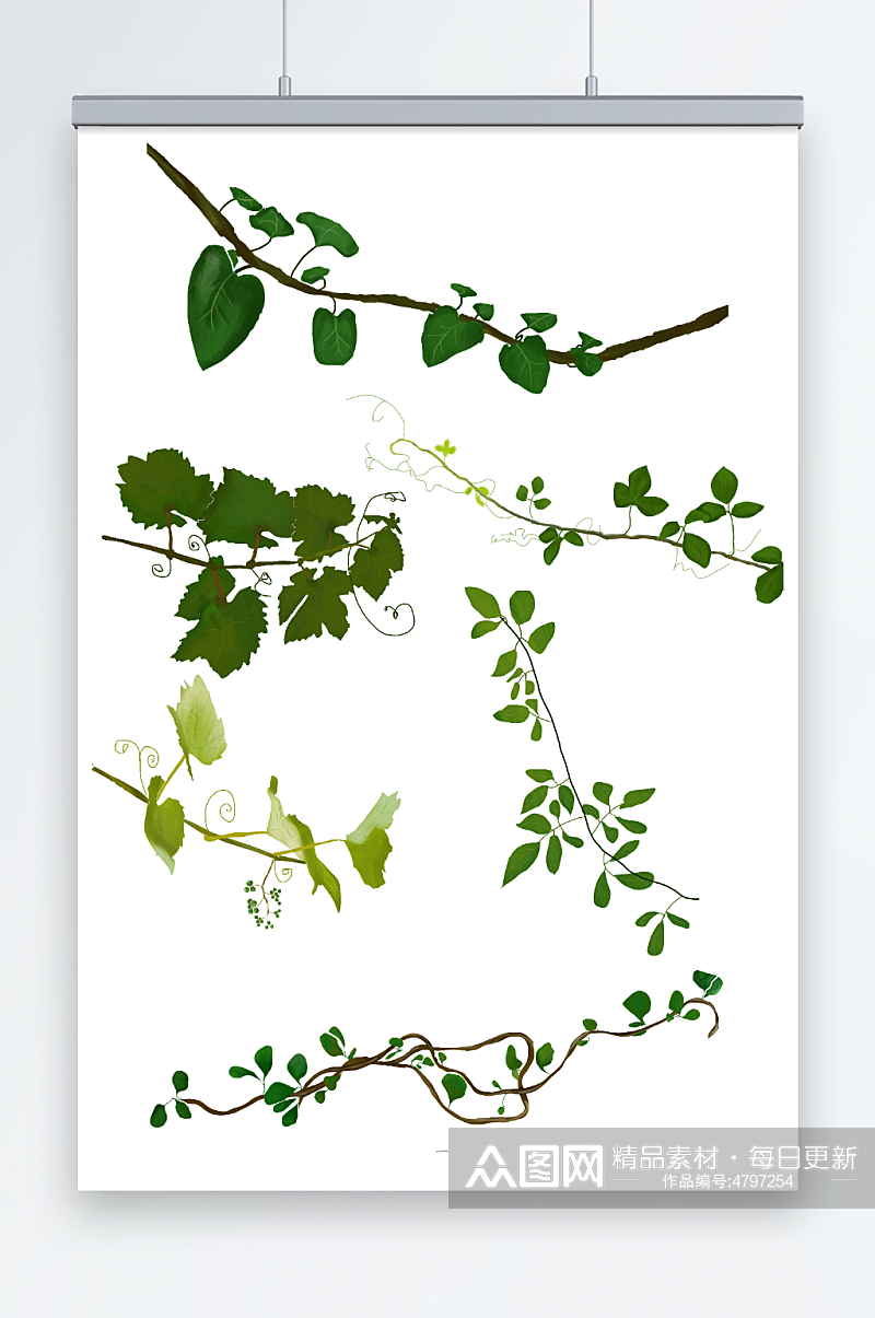 绿藤条青藤植物树叶春季插画元素素材